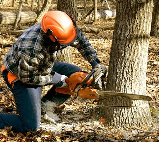 Tree Removal in Waxahachie, TX